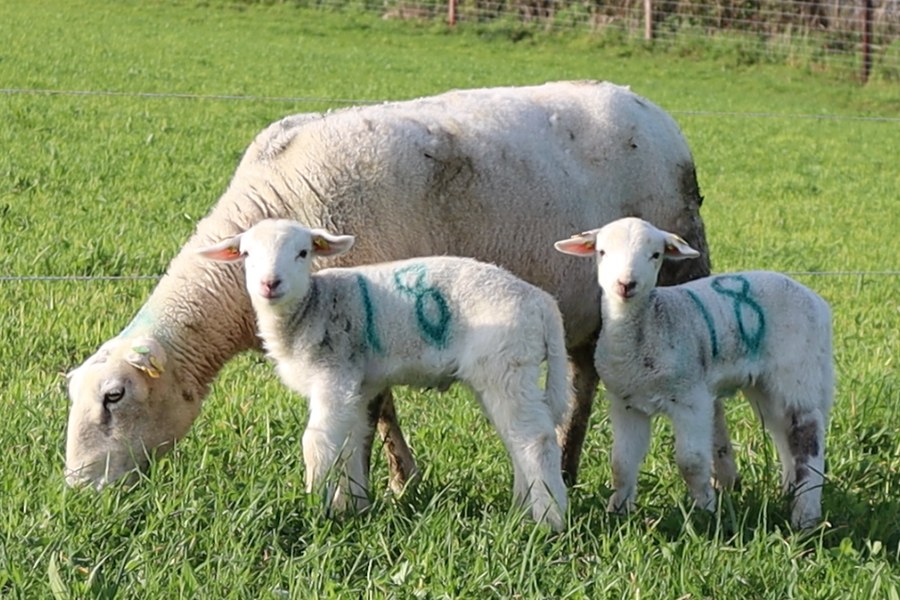 EasyCare ewe with lambs at Tír na nÓg Farm