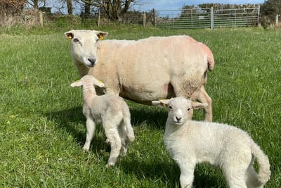 EasyCare ewe with twin lambs, bonded and out on grass within hours of birth