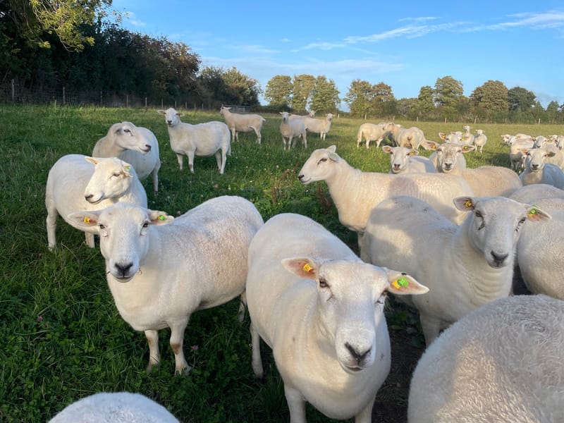 EasyCare flock at Tír na nÓg Farm, Cahir, Co. Tipperary
