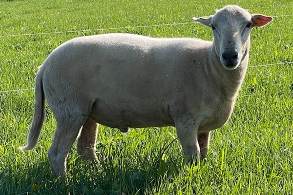 EasyCare lamb showing its naturally shed short coat