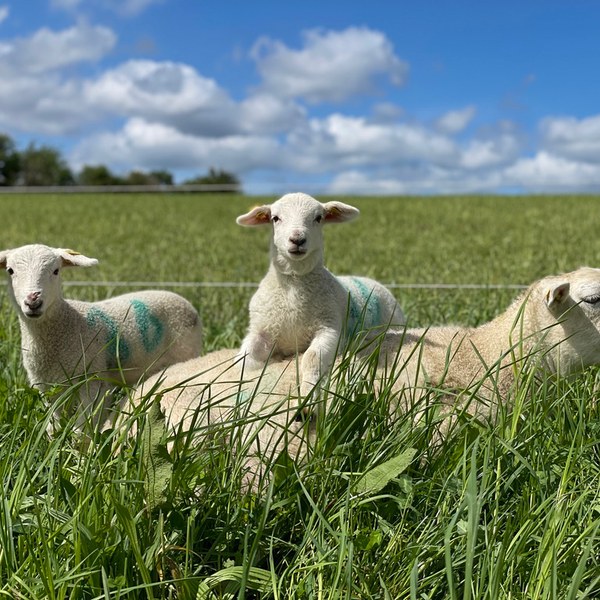 EasyCare lambs on sunny spring day, Tír na nÓg Farm