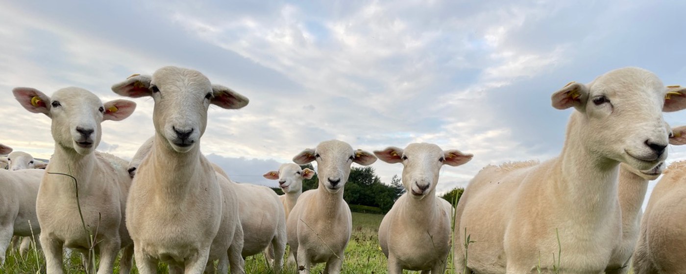 EasyCare lambs at grass, Tír na nÓg Farm, Co. Tipperary