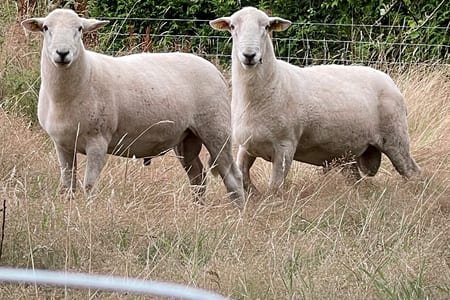 EasyCare rams with sound, well-conformed feet